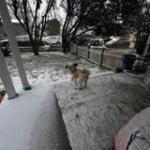 20260131bobbiegreene