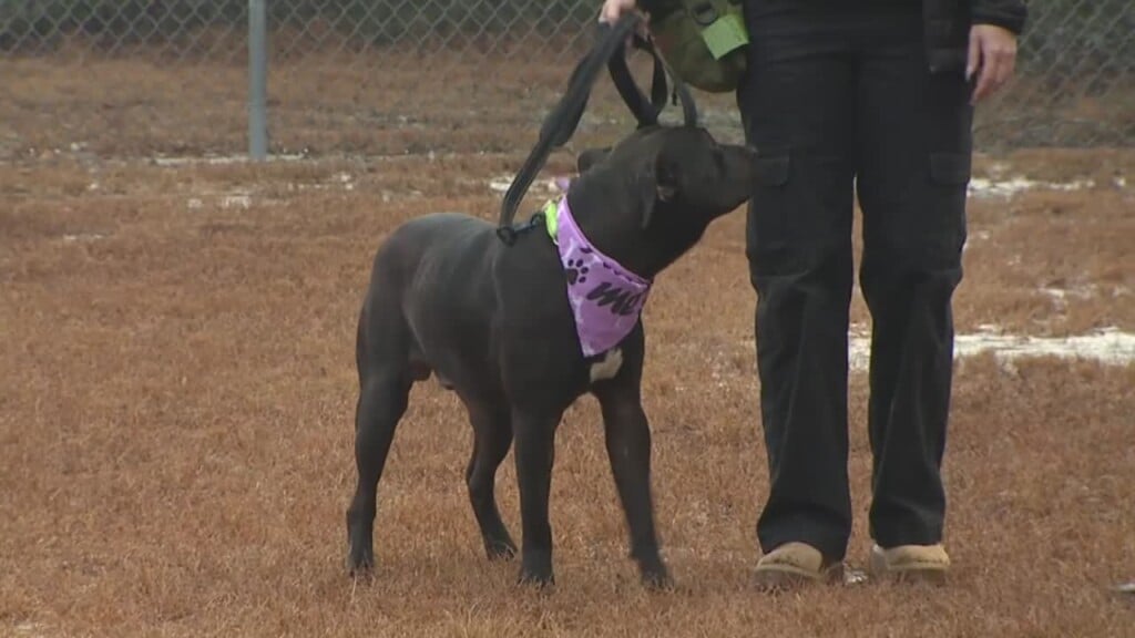 Columbia Pet Of The Week: Zipper