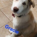 Gracie
