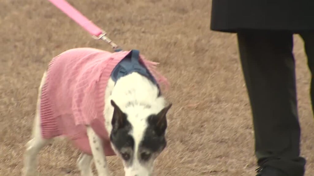 Pet Of The Week: Buie