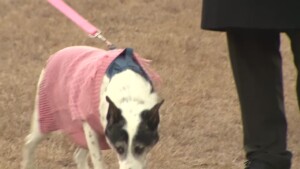 Pet Of The Week: Buie