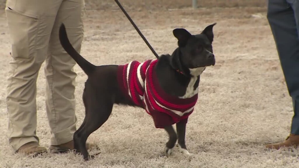 Lcas Pet Of The Week: Princess