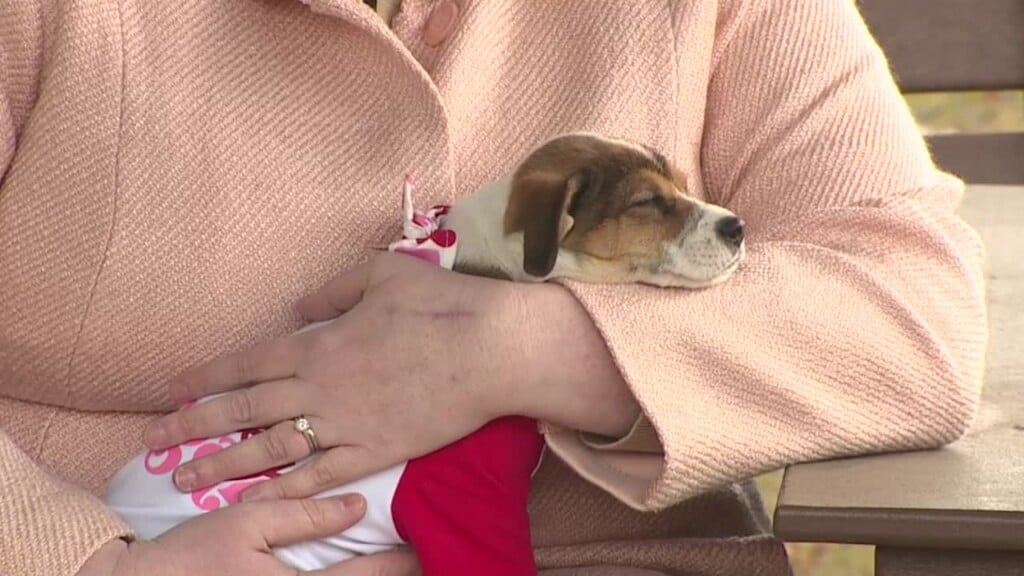 Pet Of The Week: Vesper