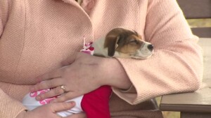 Pet Of The Week: Vesper