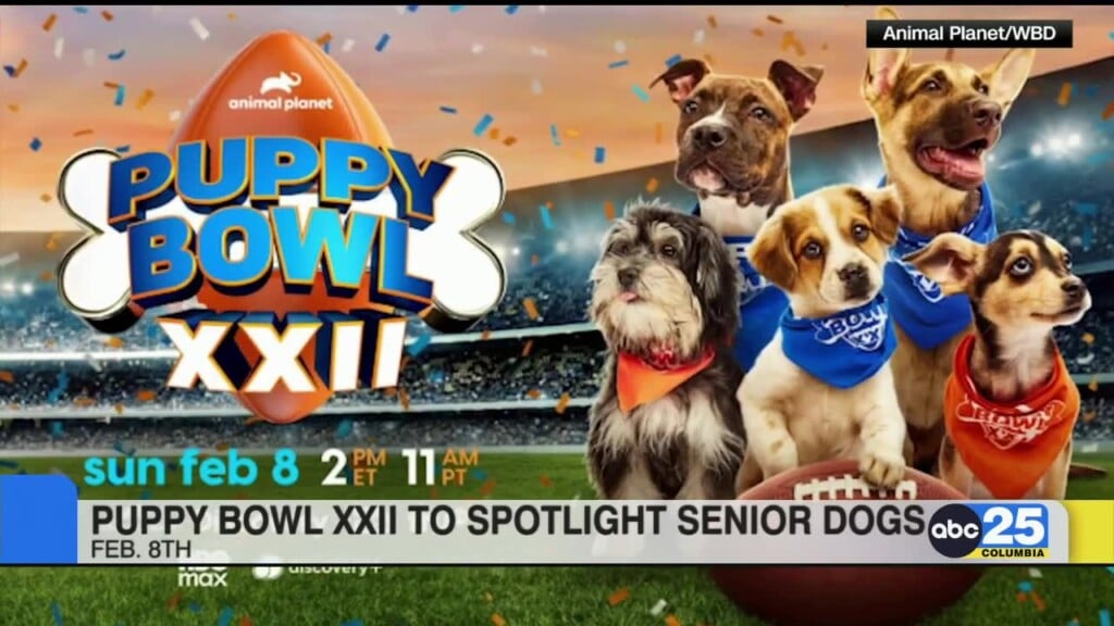 Puppy Bowl Xxii To Spotlight Senior Dogs