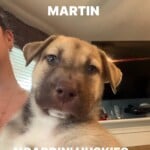 Martin