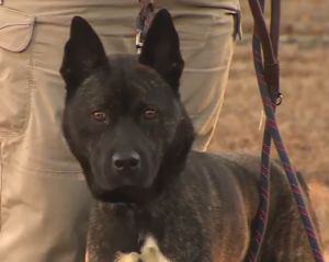 Lexington Pet Of The Week: Kilo