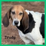 Trudy