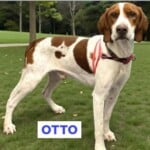Otto