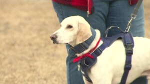 Pawmetto Lifeline Pet Of The Week: Lucky