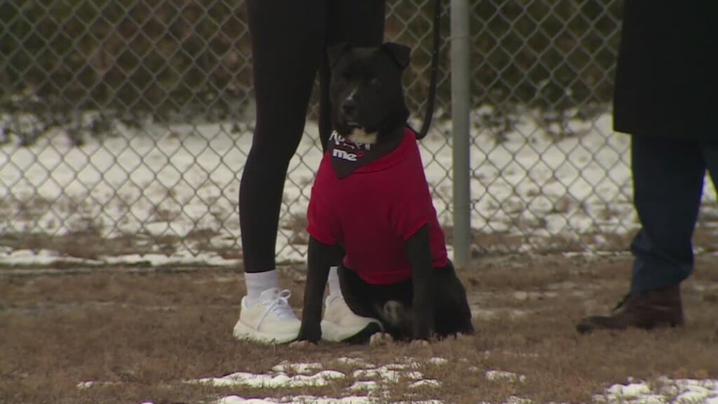 Pet Of The Week: Rhapsody