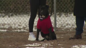 Pet Of The Week: Rhapsody