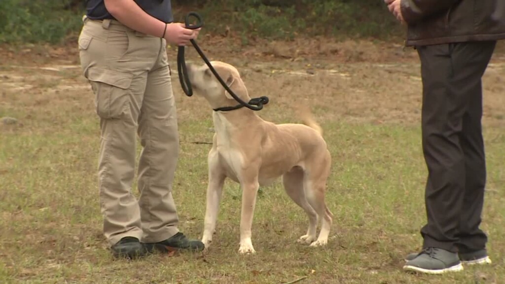 Lcas Pet Of The Week: Coxy
