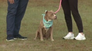 Cola Pet Of The Week: Charm