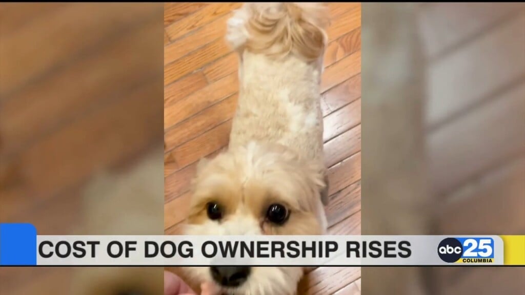 Cost Of Dog Ownership Rises
