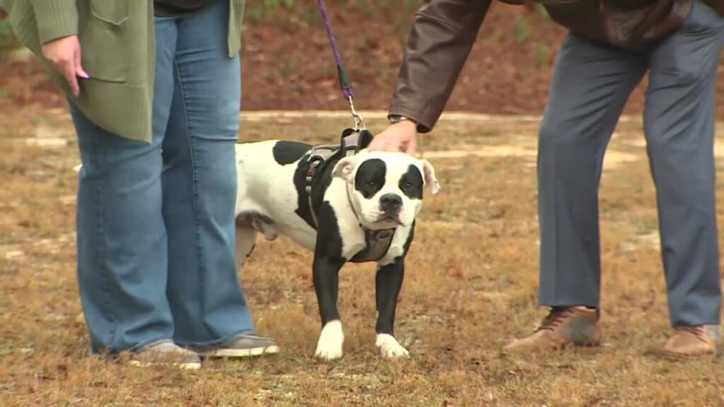 Pawmetto Lifeline Pet Of The Week: Angus