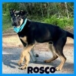 Rosco