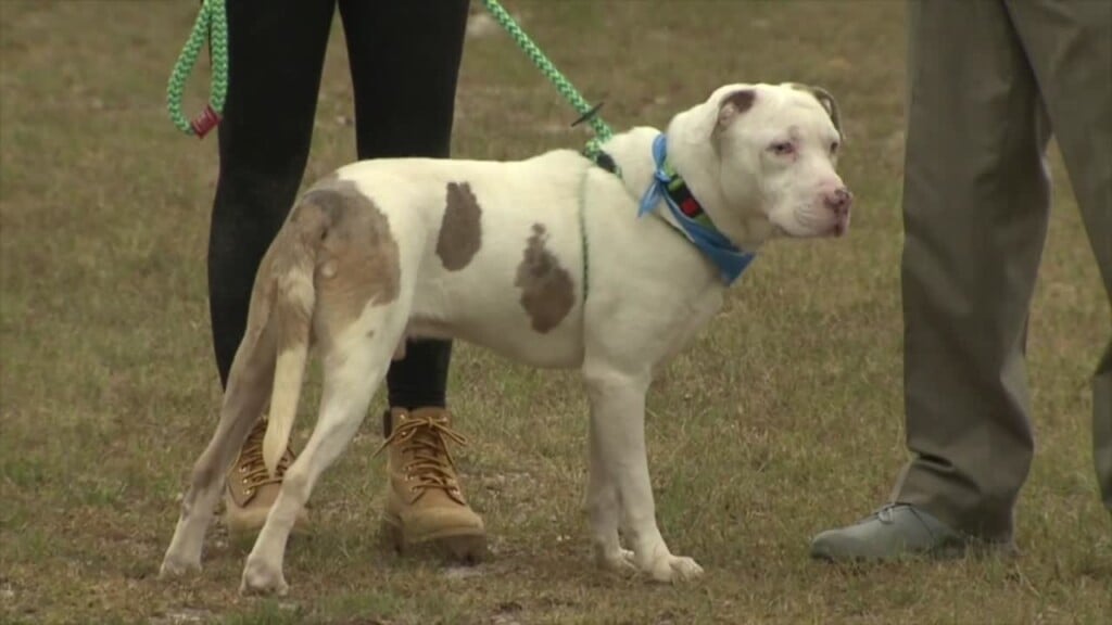 Columbia Pet Of The Week: Tiger