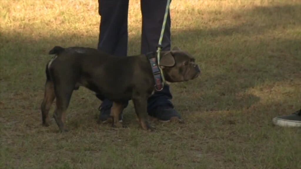 Petsinc Pet Of The Week: Tom Walters