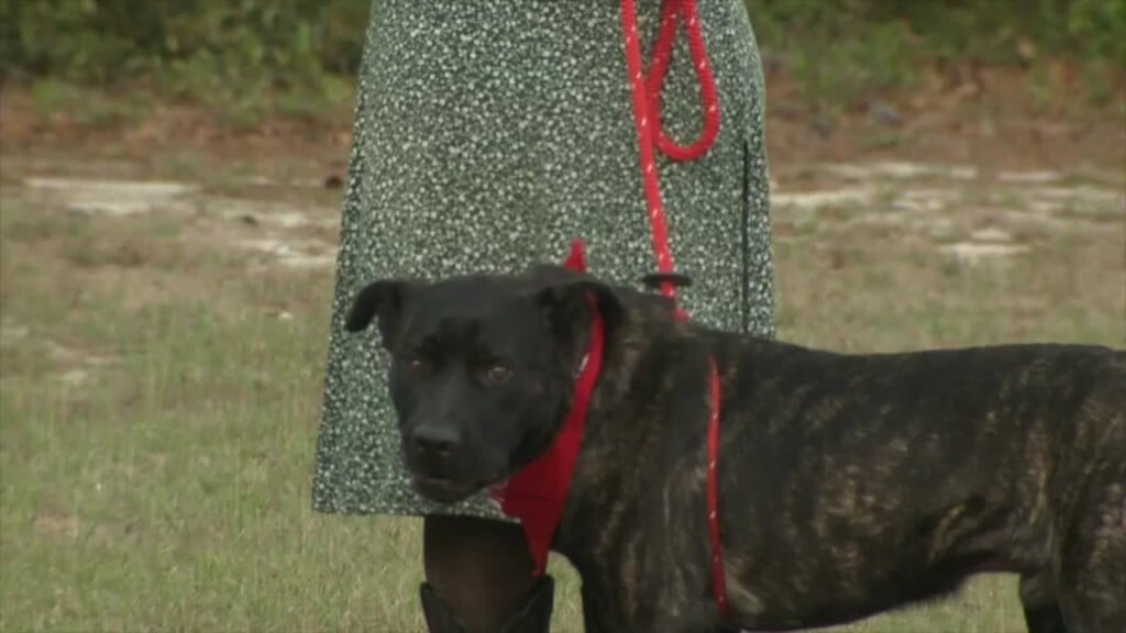 Pawmetto Lifeline Pet Of The Week: Forrest