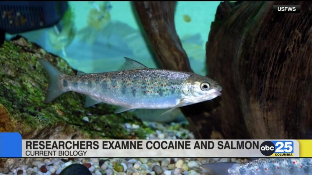 Study: Cocaine Pollution Changing Salmon Behavior