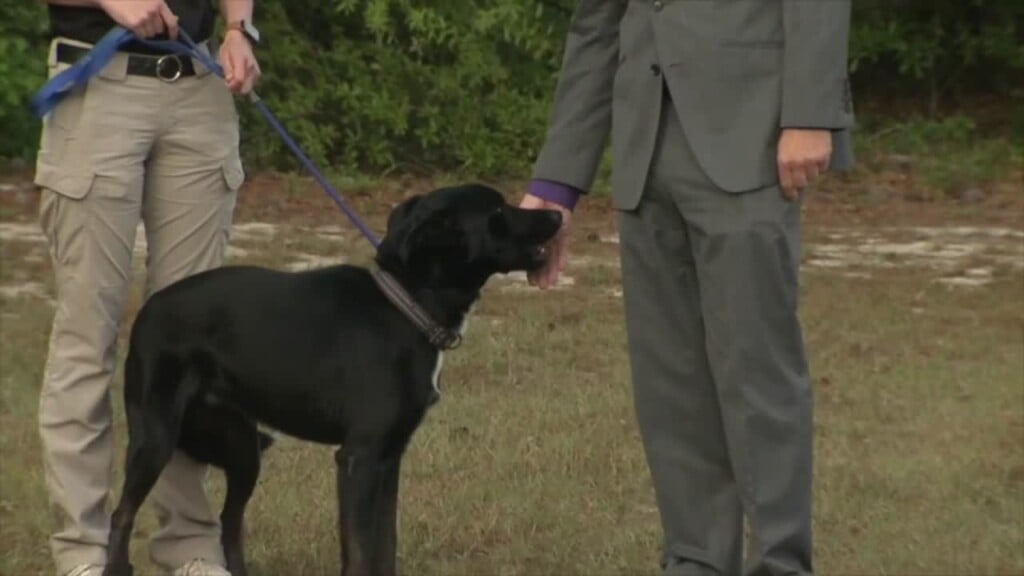 Lcas Pet Of The Week: Manny