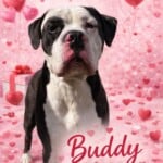 Buddy