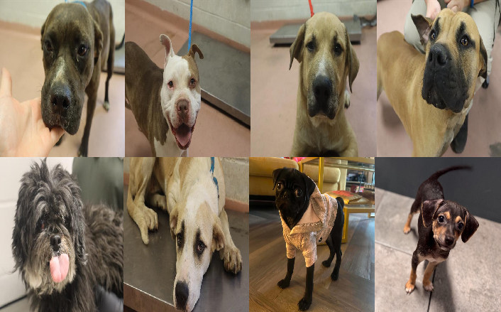 20260519pups
