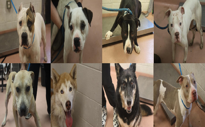 20260513pups
