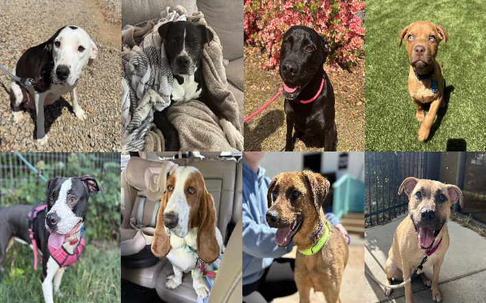 20260515pups