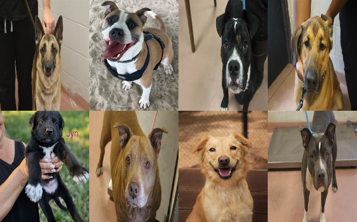20260514pups