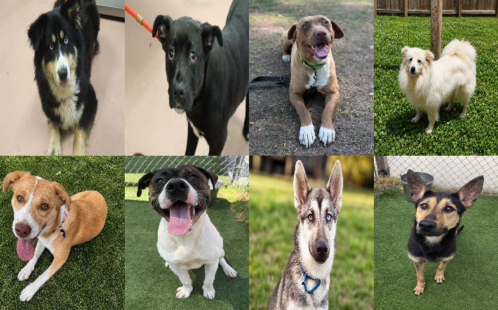 20260527pups
