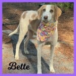 Bette
