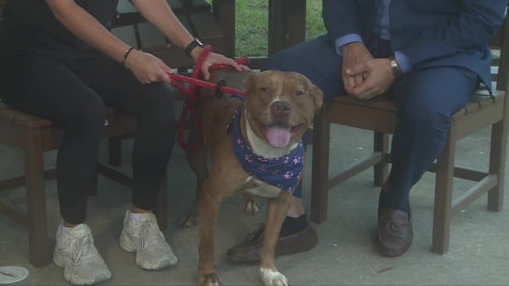 Cola Pet Of The Week: Koi