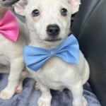 Nacho