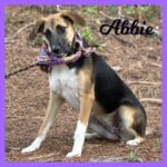Addie