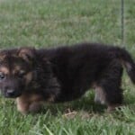 Riley