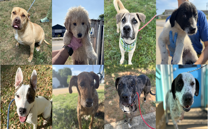 20260511pups