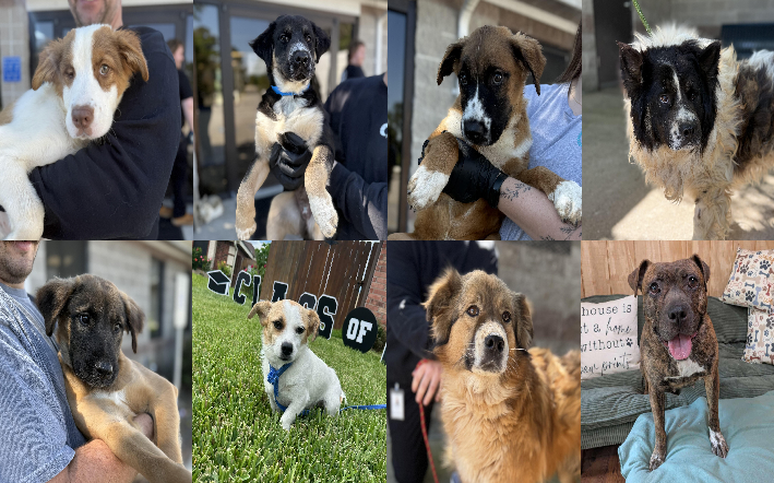 20260506pups