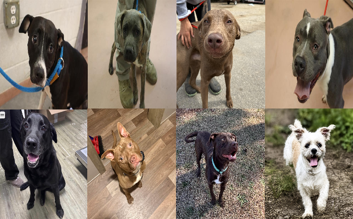 20260529pups