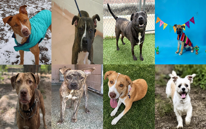20260507pups