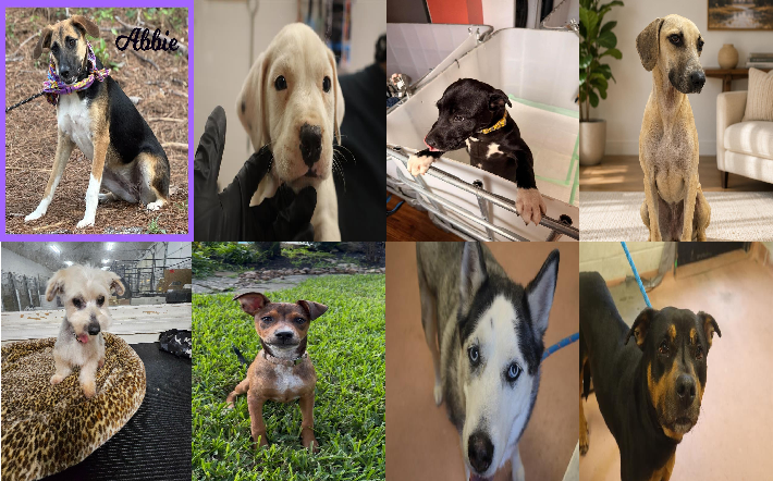 20260520pups