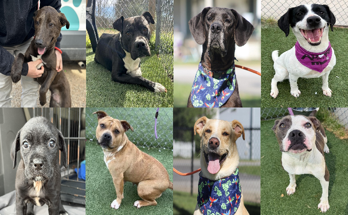 20260518pups