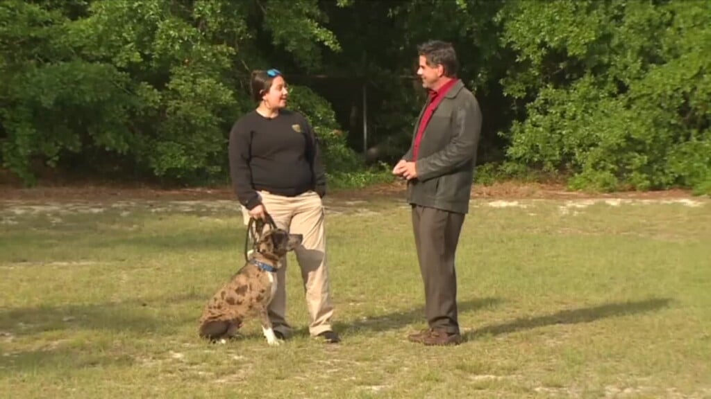Lcas Pet Of The Week: Marzano