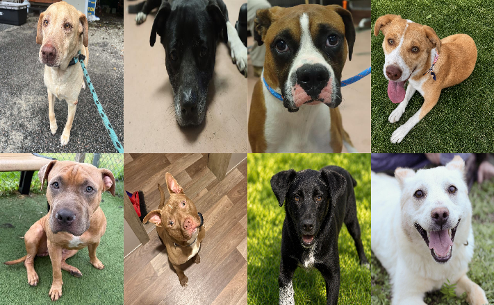 20260528pups