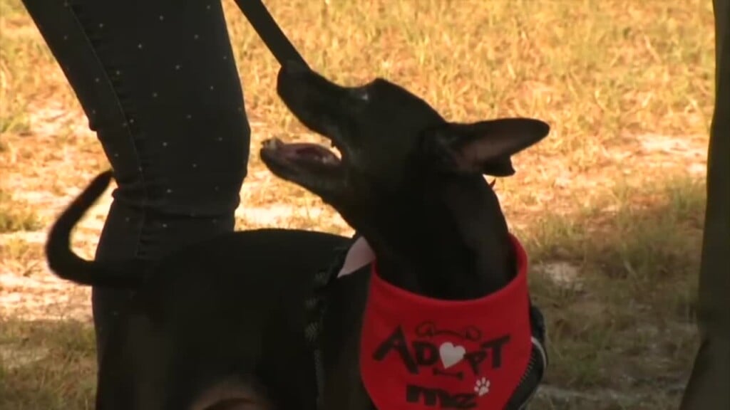 Pawmetto Pet Of The Week: Wallace