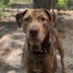 Cooper