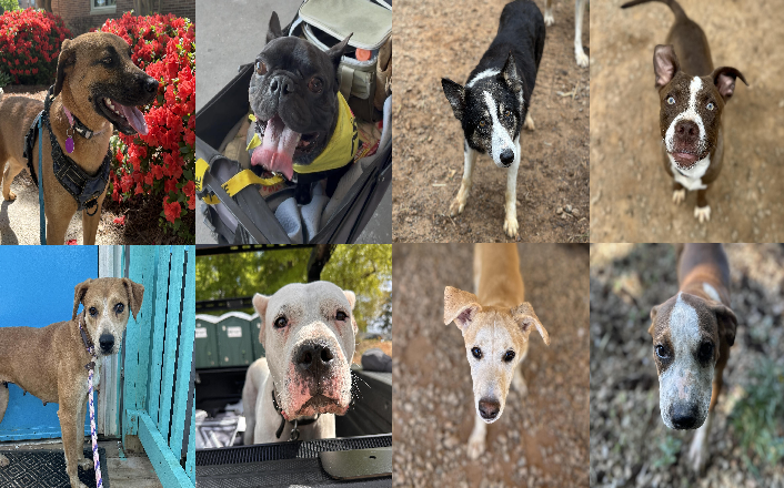20260501pups