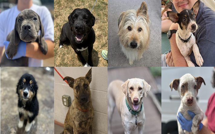 20260512pups