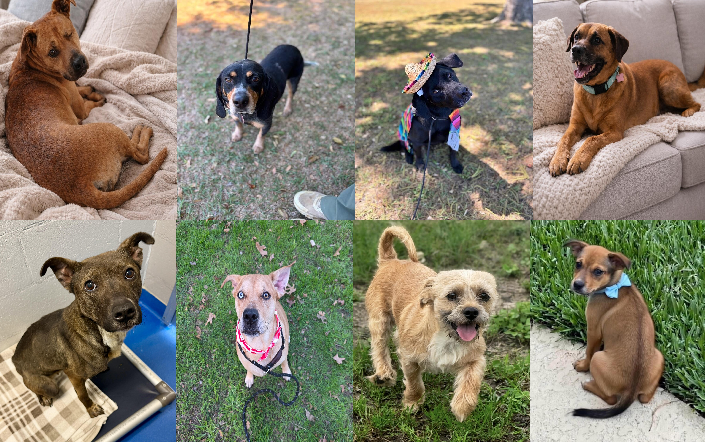 20260504pups